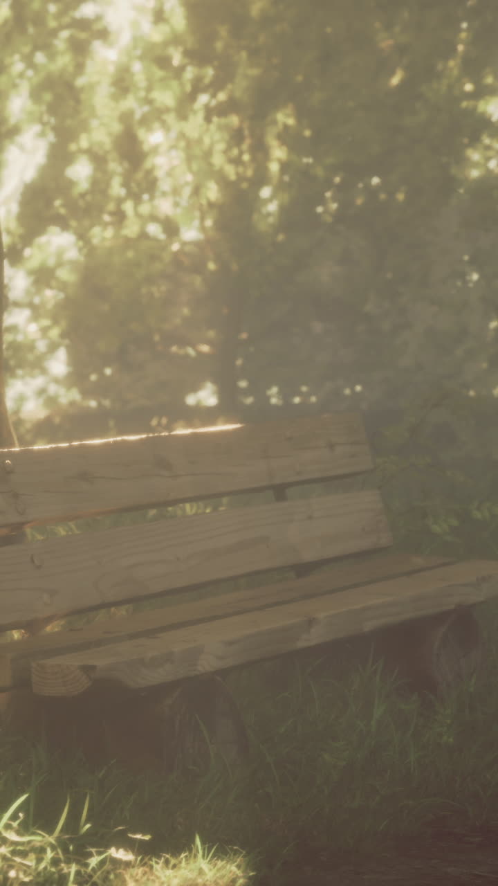 Sunlight filters through trees illuminating an empty wooden bench in a park