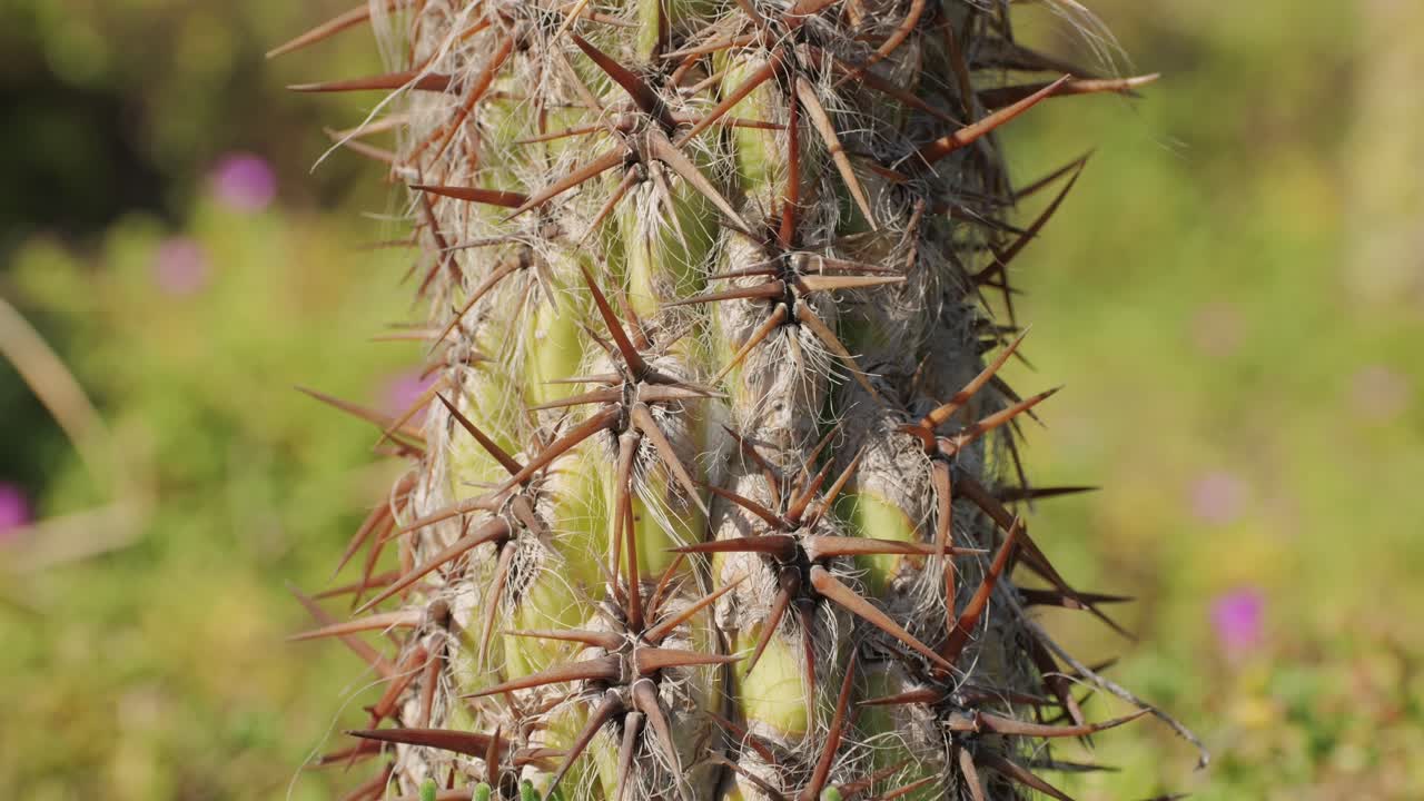 Close up green cactus with yellow spines within a desert environment, city park in Barcelona, Montjuic. African background