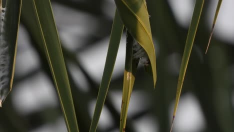 Caterpillar-making-net---rebirth-