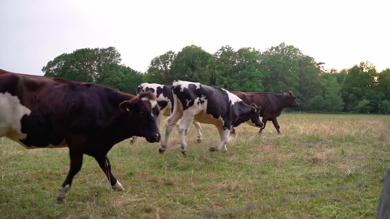 Cows running in a field in slowmotion