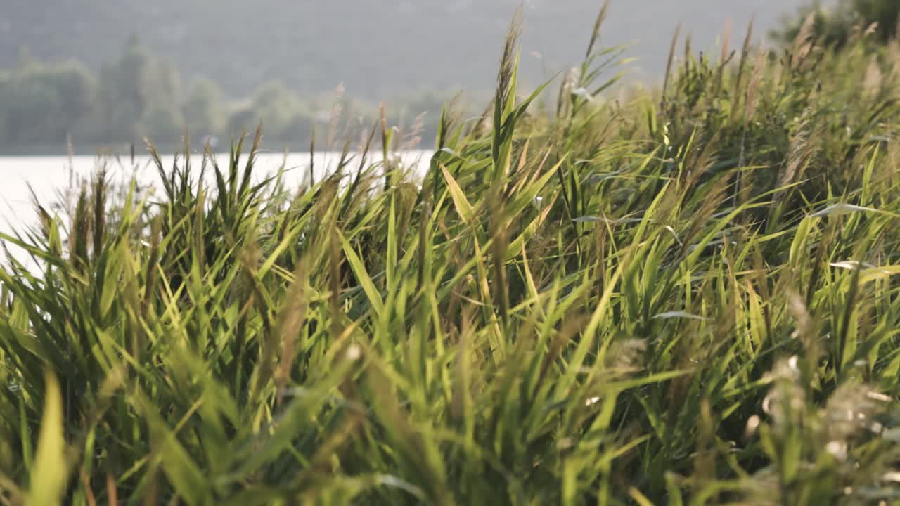 Tall grass by the lake at sunset blowing in the wind, slow motion