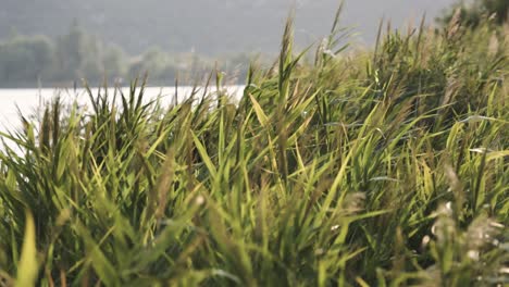Tall grass by the lake at sunset blowing in the wind, slow motion