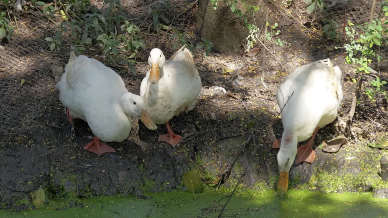 Four ducks gather by water showcasing their social interactions and natural behaviors