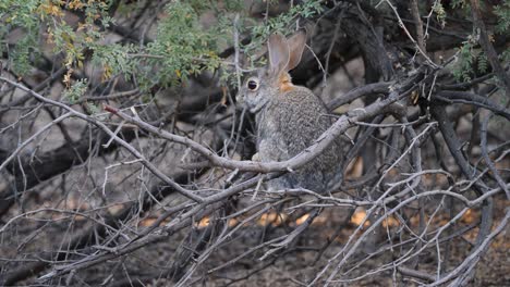 Ein-Entzückendes-Kaninchen-Klettert-In-Arizona-Auf-Einen-Baum