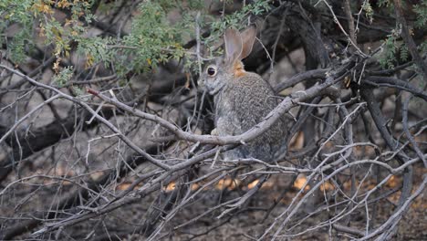 an adorable rabbit climbs a tree in arizona