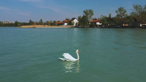 Näherer-Drohnenblick-Am-Nachmittag-Von-Einem-Schwimmenden-Schwan-In-Der-Nähe-Des-Ufers-Von-Zamárdi,-Plattensee