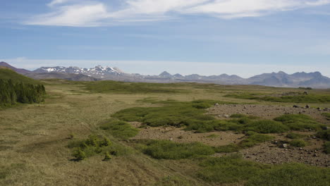 árboles-De-Hoja-Perenne-En-El-Hermoso-Paisaje-De-Islandia-En-Verano,-Antena