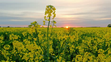 Panning-shot-of-vast-yellow-rapeseed-plantation-in-full-bloom-at-sunrise