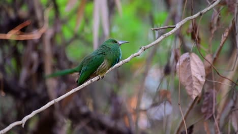 el abejaruco de barba azul se encuentra en la península de malaya, incluida tailandia, en claros de bosques particulares