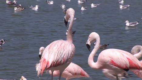 flamencos y pelícanos