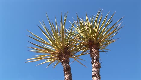 medium shot of the top of a joshua tree