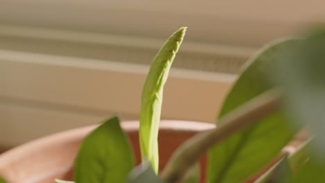 close up shot of an exotic indoor potted plant at daytime