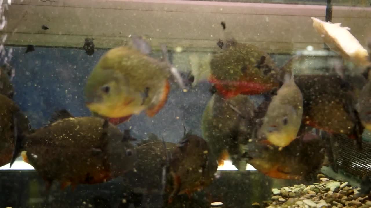 Aquarium avec des piranhas à ventre rouge se nourrissant de poisson blanc, Pygocentrus nattereri