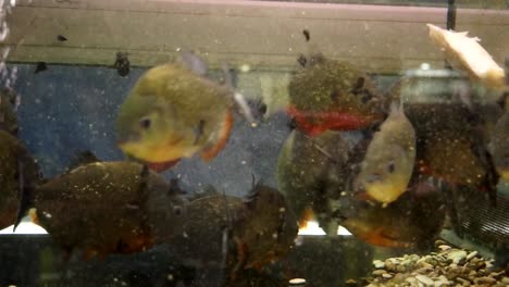 fish tank with red bellied piranhas feeding on white fish, pygocentrus nattereri