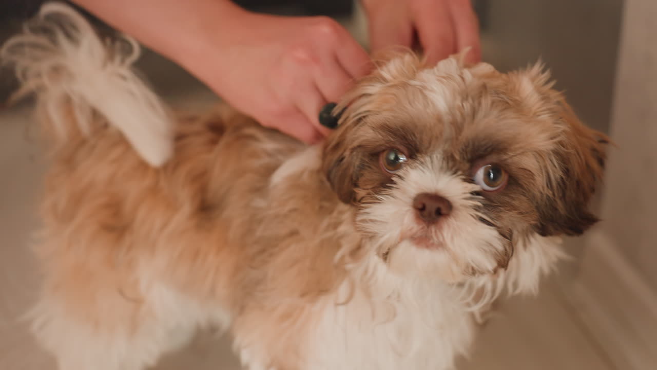 Young Dog Seeking Affection, Cuddly Puppy Gazes Upward Lovingly, Sweet Young Dog Watches With Trusting And Gentle Eyes, Small Puppy Looks Up With Tender Trust In Its Loving Home Environment