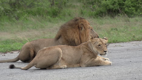 Close-up-of-male-lion-guarding-lioness-lying-on-road-in-windy-day