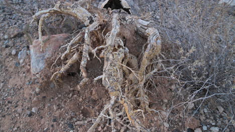 closeup shot of saguaro cactus root - high angle