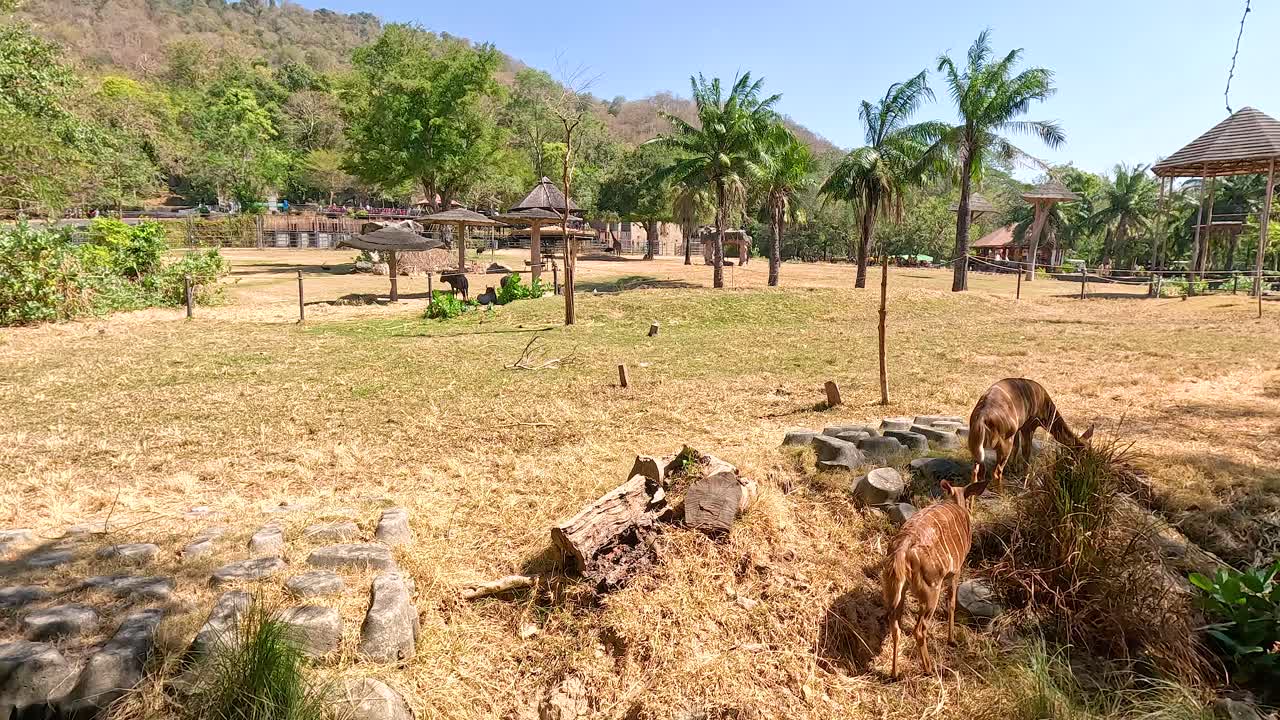 나이알라들은 야생동물원에서 자유롭게 돌아다닙니다.