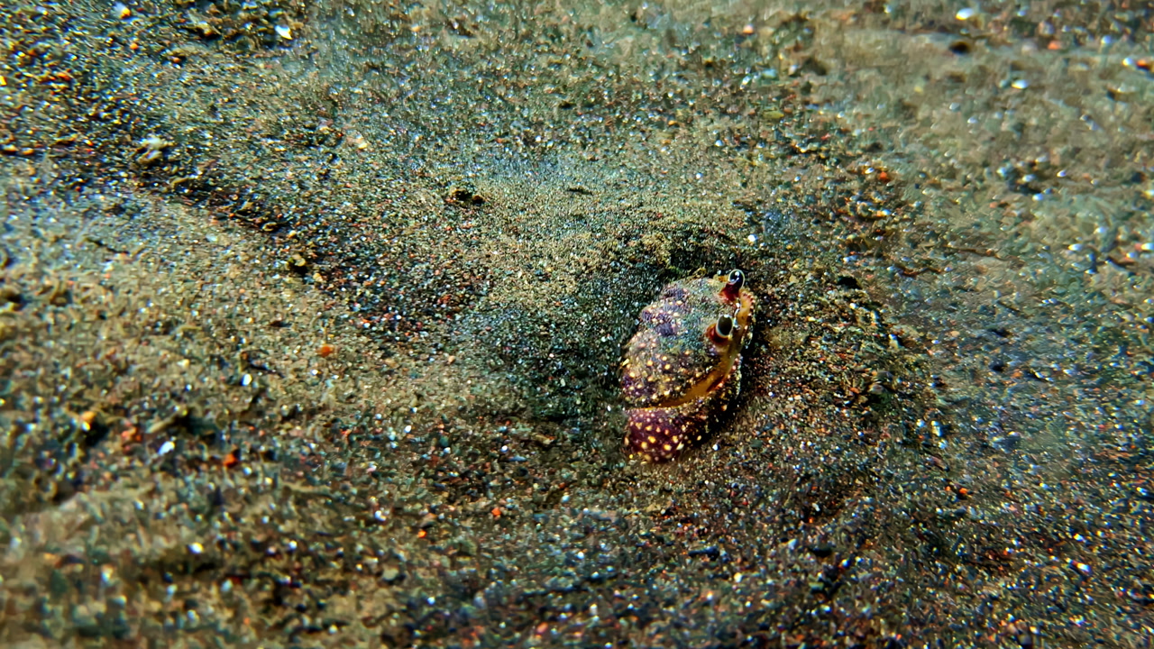 Close up of a cute little sea crab crawling on the wet underwater sand