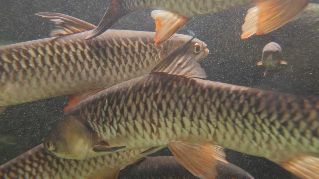 fish filmed in an aquarium