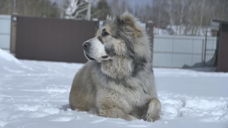 dog lies on the snow and smells