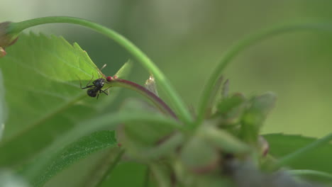 Close-up-of-black-ant-climbs-the-cherry-tree-blossom