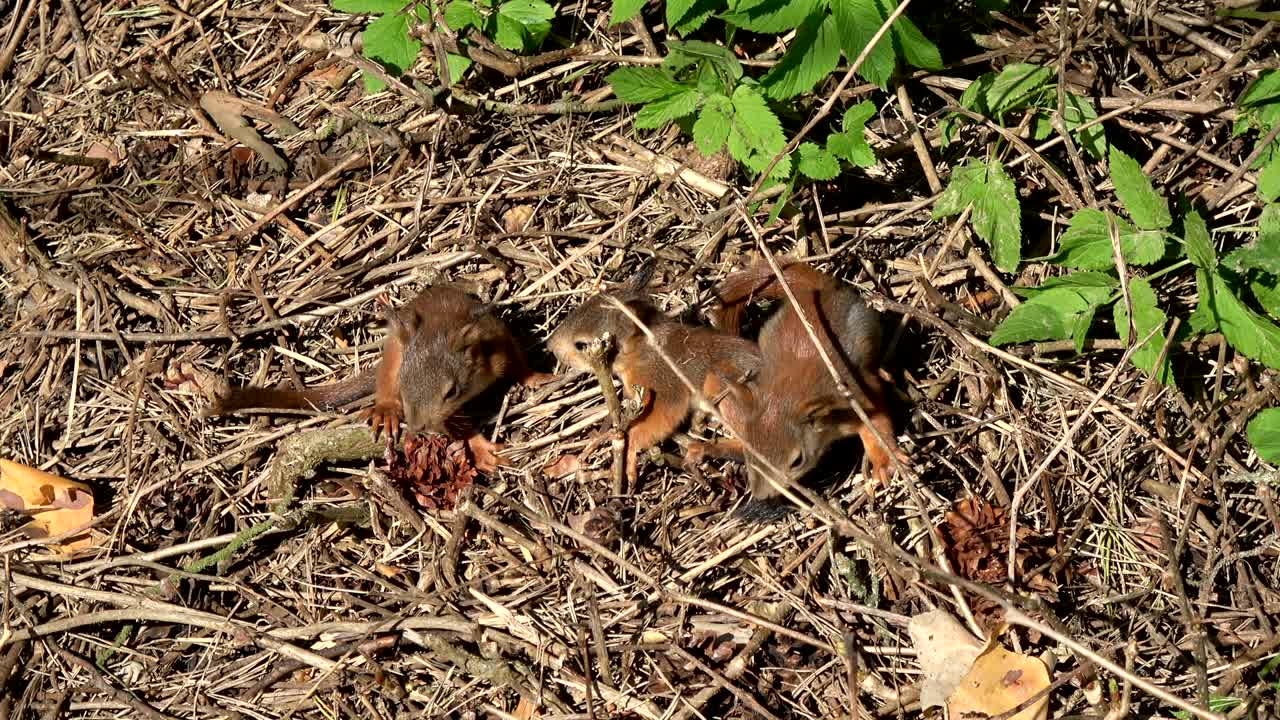 tres jóvenes ardillas rojas amistosas en el parque en el suelo