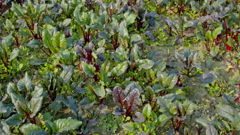 beetroot, root vegetable, vegetable farming, organic farming. young beetroot plant growing in the garden.