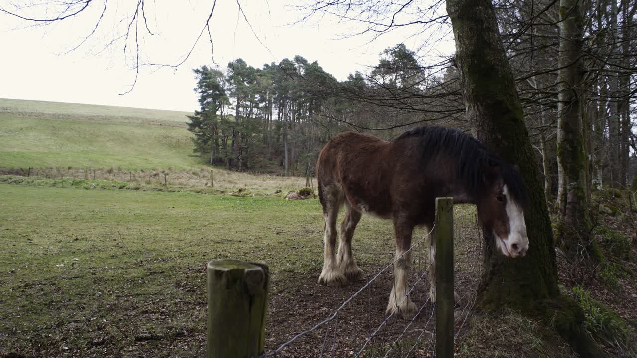 Inquadratura fissa di un cavallo Shire marrone che si gratta il pelo e la criniera su un albero vicino.
