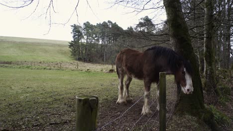 static shot of a brown shire horse scratching its hair and mane on a nearby tree