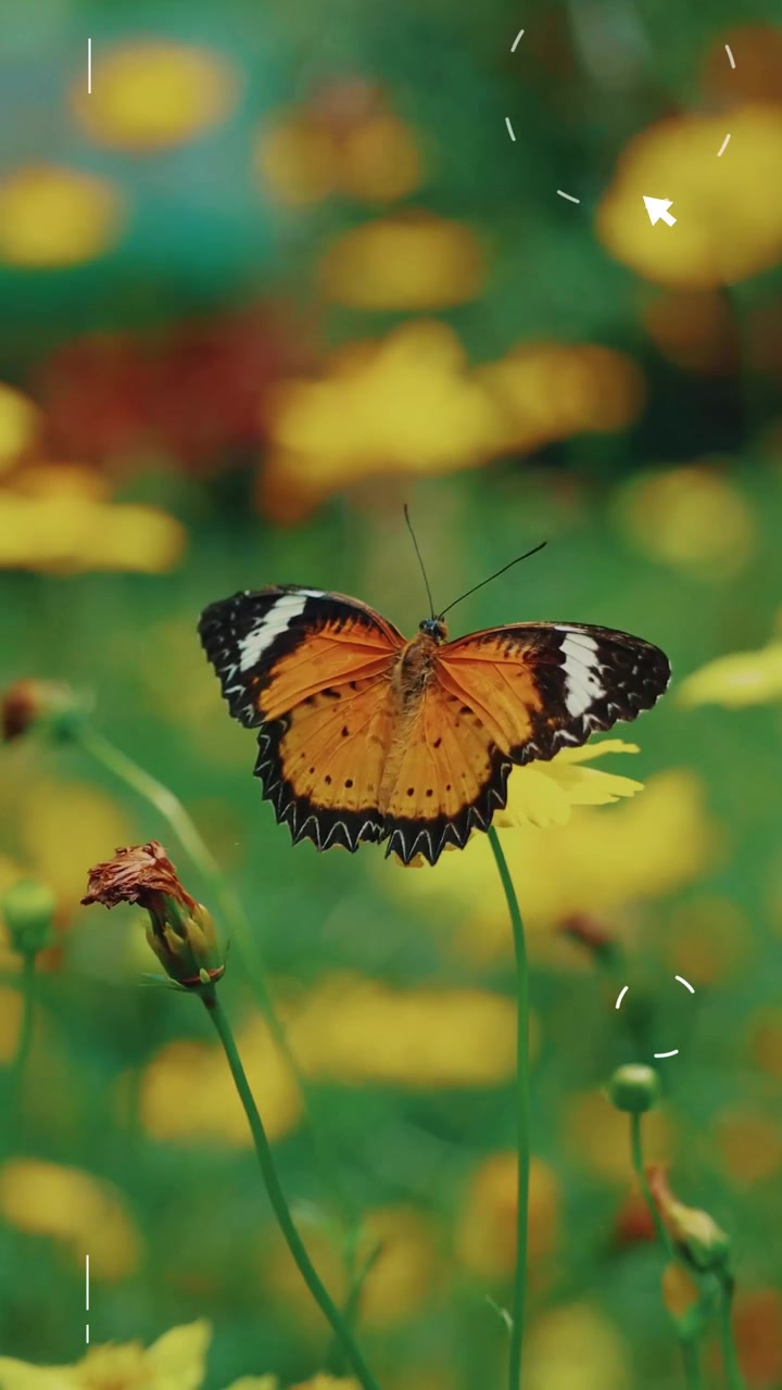 Farfalla arancione posata su un fiore giallo in un giardino