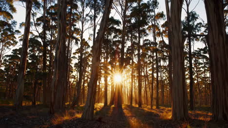 golden sunlight filtering through tall trees in a serene forest