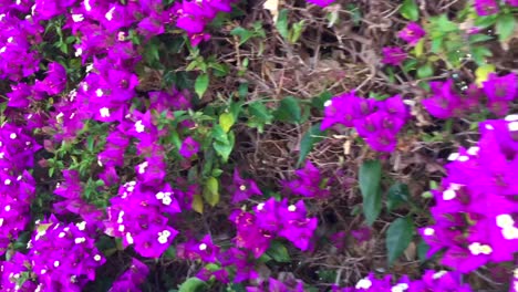 walking past a beautiful wall of purple and pink bougainvillea flowers, bougainvillea spectabilis bush in marbella spain