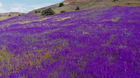 Aerial view of purple hyacinths blooming in nature