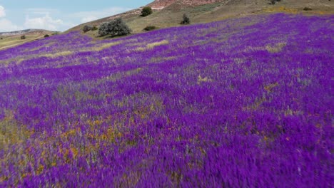 aerial view of purple hyacinths blooming in nature