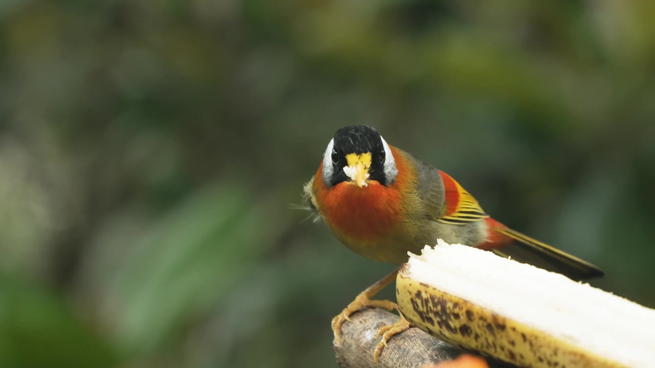 Mesia-de-orelhas-prateadas colorida empoleirada em uma banana em um comedouro de galho de madeira, comendo fruta no Aviário Edward Youde, no Parque de Hong Kong