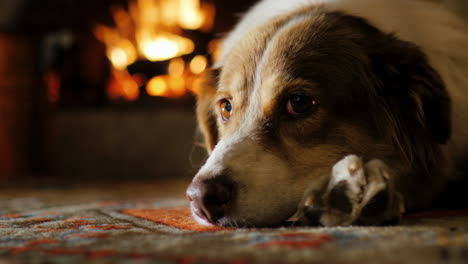 dog lying in a cozy house near the fireplace 6