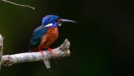 el martín pescador de orejas azules es un pequeño martín pescador que se encuentra en tailandia y es buscado por los fotógrafos de aves debido a sus hermosas orejas azules, ya que es una pequeña, linda y esponjosa bola de plumas azules de un pájaro