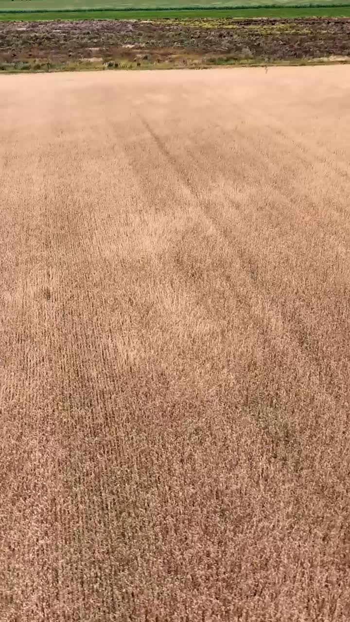 Aerial view of a golden wheat field ready for harvest