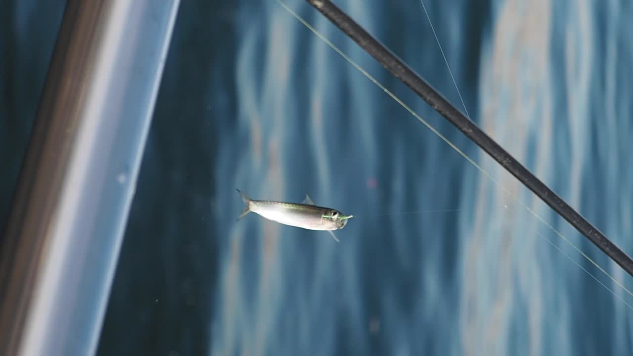 A Small Fish on a Fishing Line