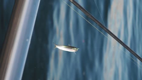 a small fish on a fishing line