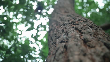 Grobe-Rinde-Eines-Alten-Baums-Im-Wald-Gegen-Verschwommenes-Laub-Im-Kurnell-National-Park-In-New-South-Wales,-Australien