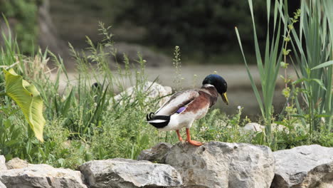 Male-Mallard-duck-chasing-another-one-on-a-rock-Montpellier