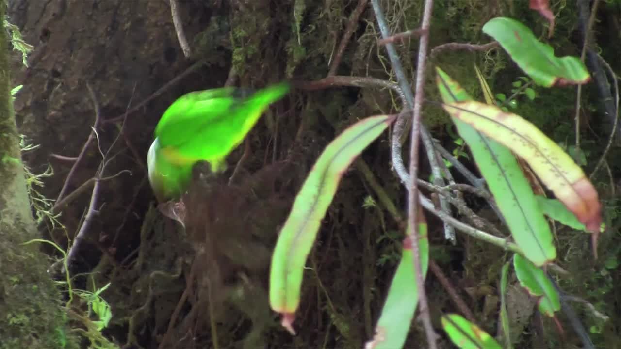 클로로포니아 새가 나무에서 포즈를 취하고 있다