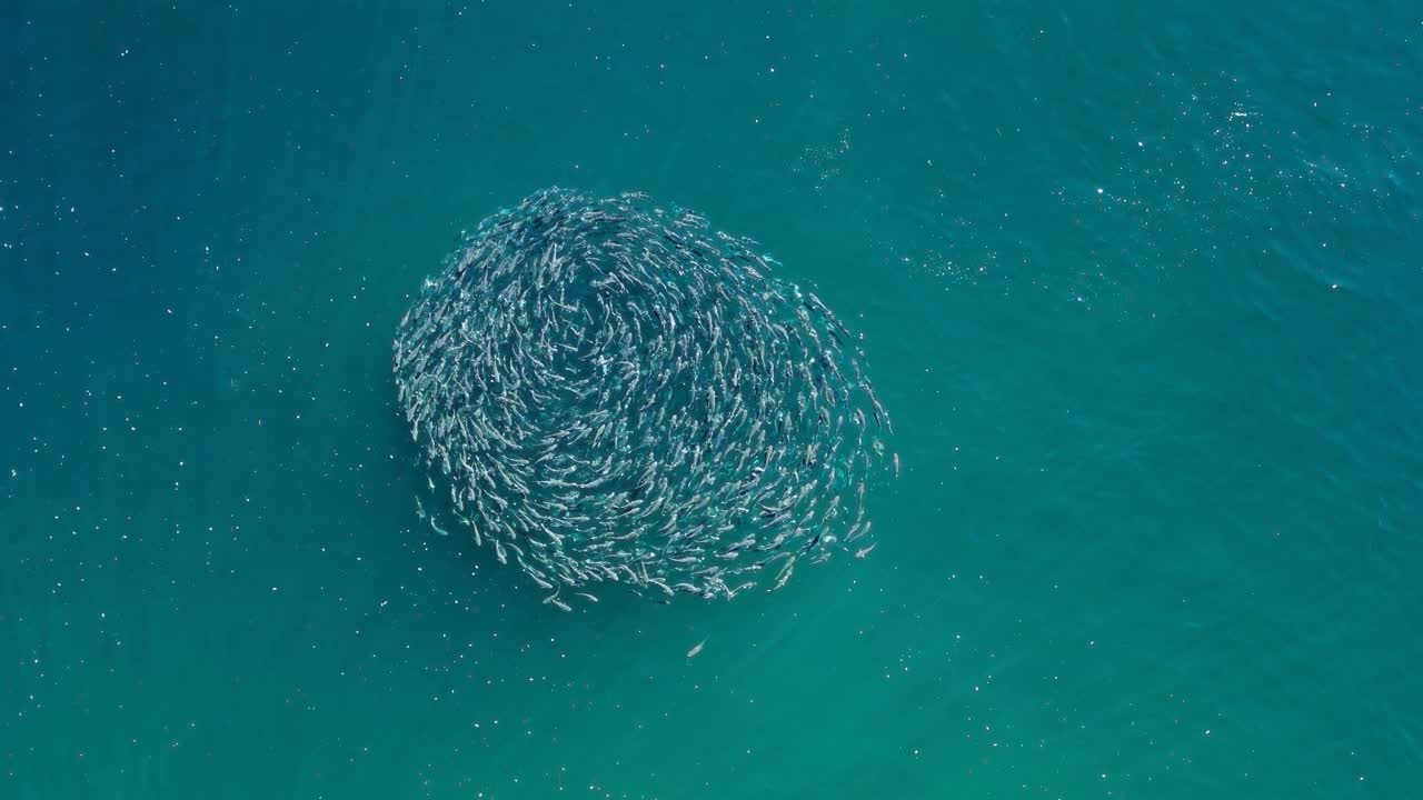 A large school of fish swimming in a circle in the ocean