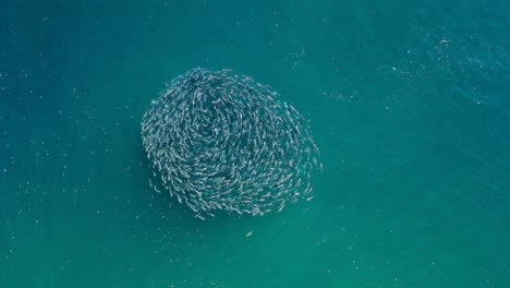 A large school of fish swimming in a circle in the ocean