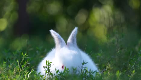 little white bunny in tall green grass. a beautiful white rabbit in the garden. pet