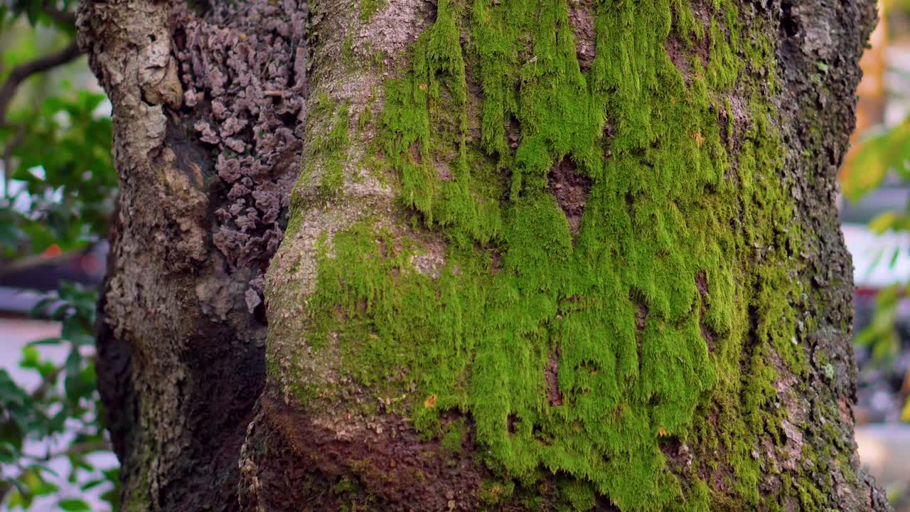 Japan is a very humid country, in its trees and stones you can see different types of moss. It is also an old tradition to cultivate them.
