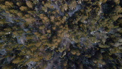 a drone shot of a forest from above