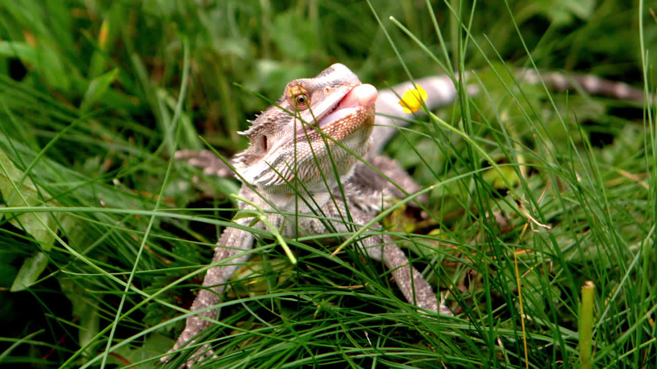 dragón barbudo comiendo una flor de mantequilla en el césped